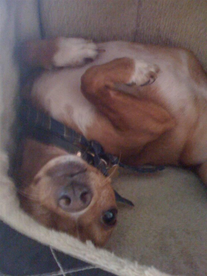 Blanding af racer Valdemar<3 - Valdemar igen<3333 billede 3