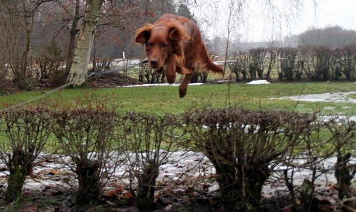 Irsk setter Mårup Freya - springer billede 14