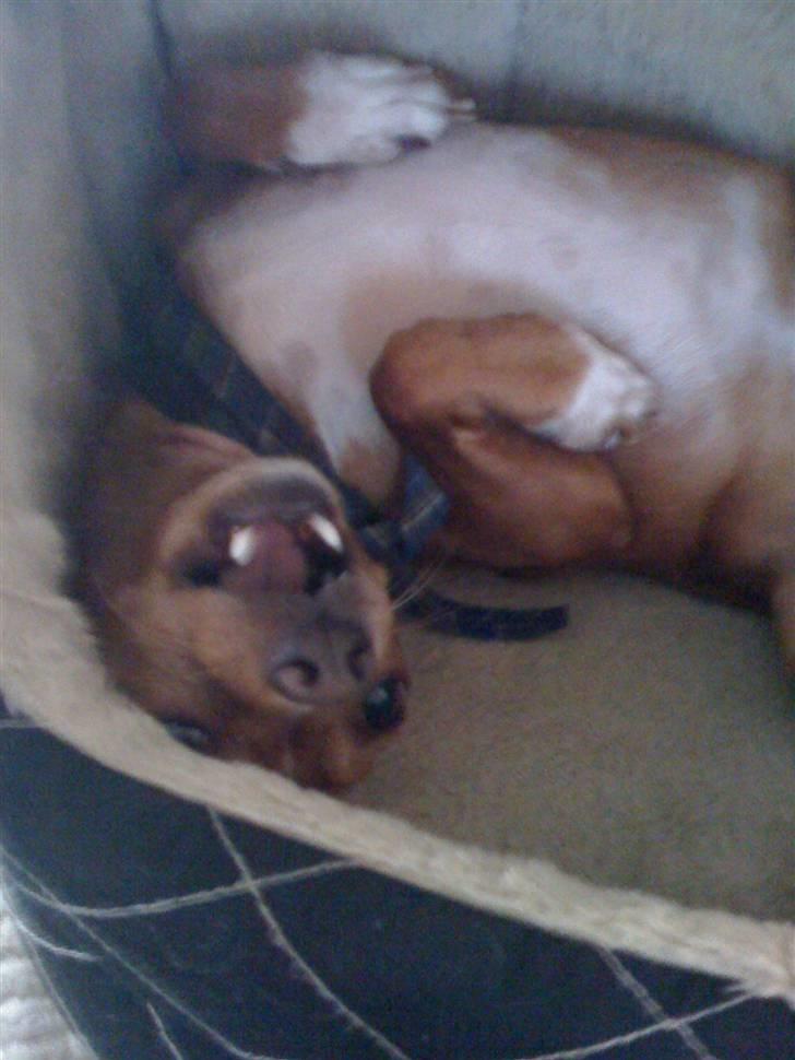 Blanding af racer Valdemar<3 - Ikke bide Valdemar..<3 hehe:D billede 4