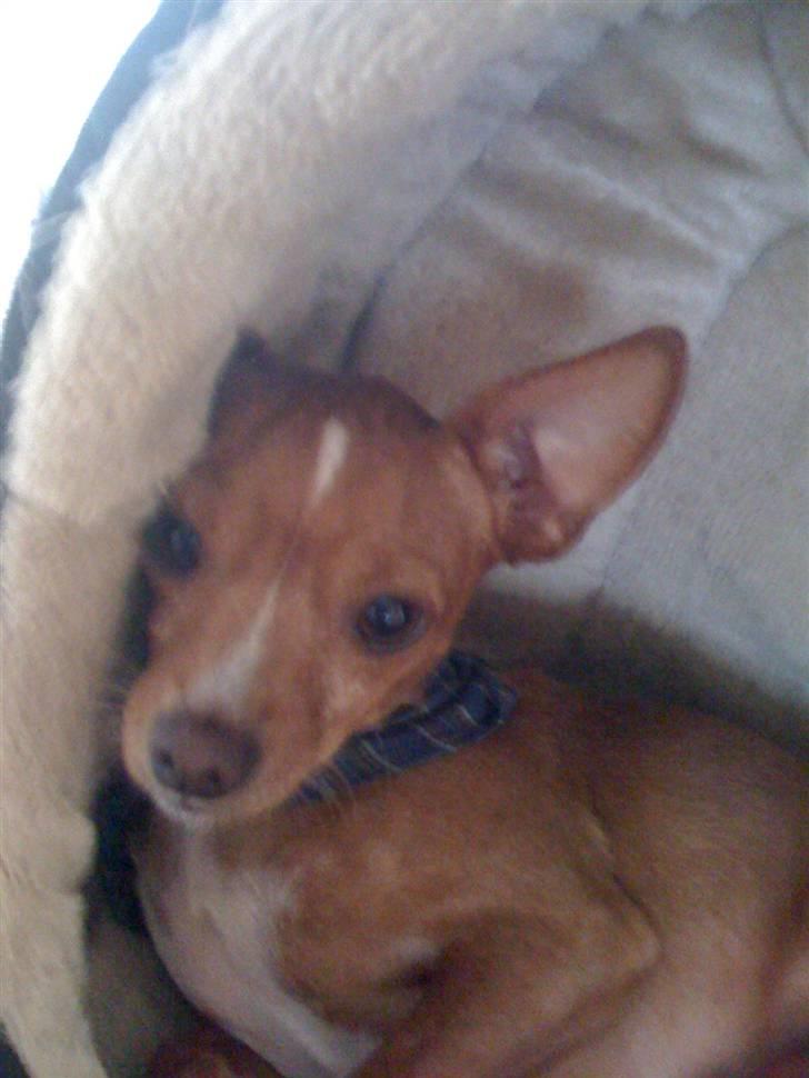 Blanding af racer Valdemar<3 - Er jeg ik`sød<333:* billede 5