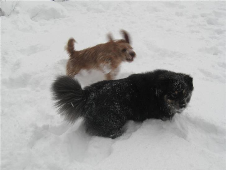 Finsk lapphund Lapinlumon Festus billede 16