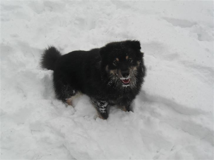 Finsk lapphund Lapinlumon Festus billede 17