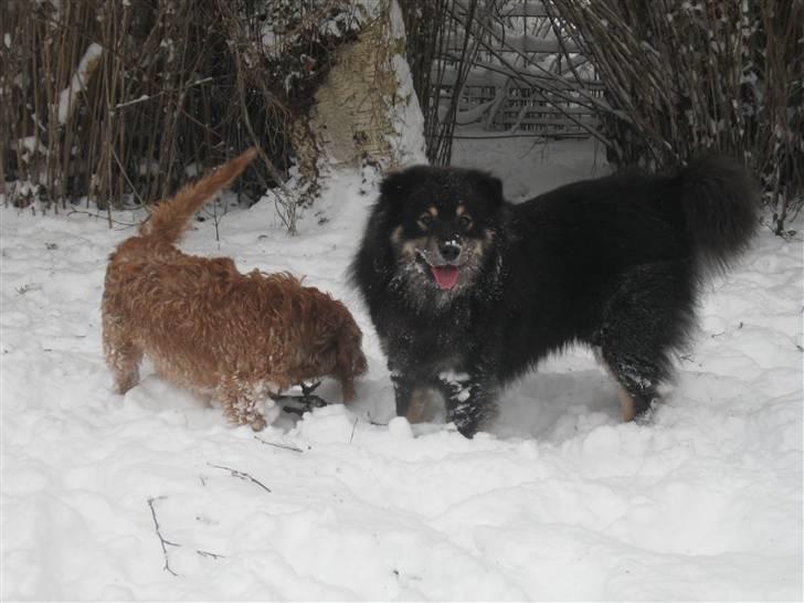 Finsk lapphund Lapinlumon Festus billede 18