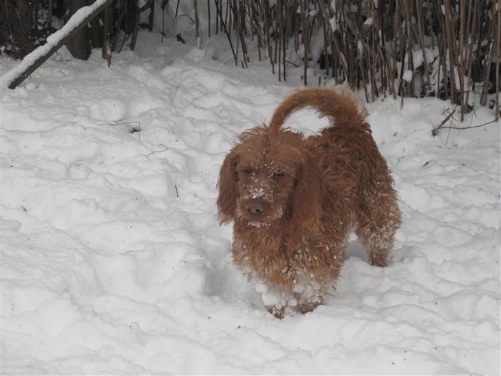 Basset fauve de bretagne Fjordkærs Ingolf billede 11