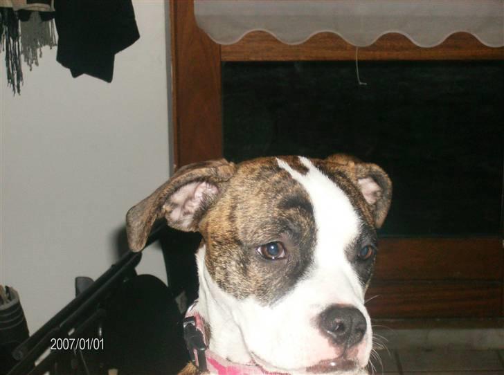 Blanding af racer malou - Malou billede 1