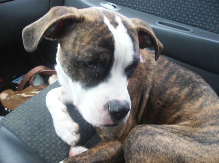 Blanding af racer malou - Malou billede 2