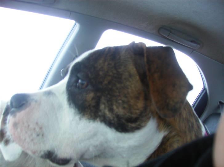 Blanding af racer malou - Malou billede 3