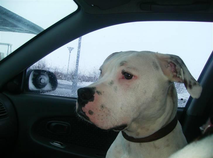 Blanding af racer malou - Gangster- Malou´s bror billede 4