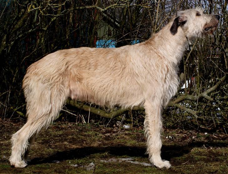 Irsk ulvehund Falkor - Falkor 2 år gammel - Ny dansk Champion billede 11