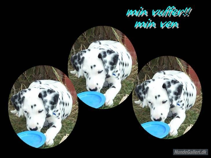 Dalmatiner Valde*himmel hund* :'(<3 - den elskede hund billede 14