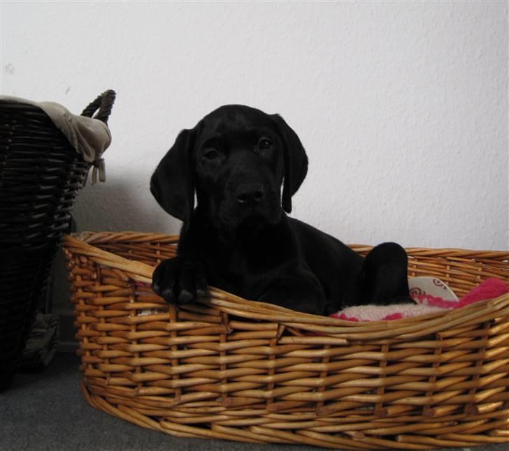 Labrador retriever Mondo billede 1