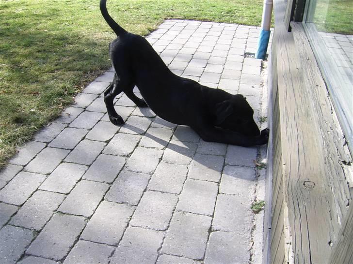 Labrador retriever Mondo - Der er noget som dufter godt her.. billede 2