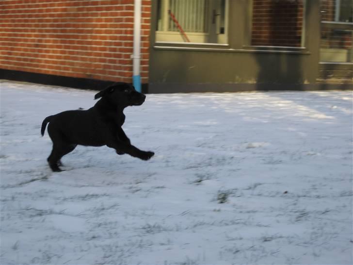 Labrador retriever Mondo - Uhh, det er dejligt at lege i sneen ! billede 4