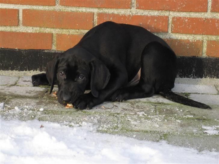 Labrador retriever Mondo billede 5