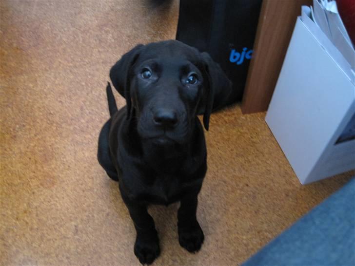 Labrador retriever Mondo billede 6