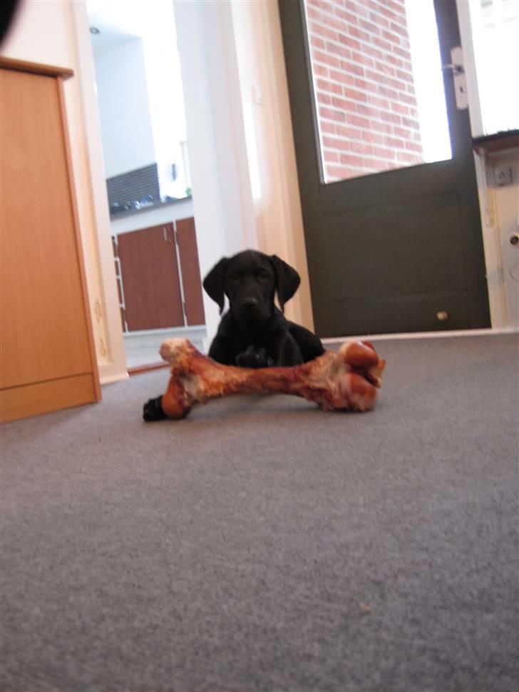 Labrador retriever Mondo - Det er mit KÆMPE ben.. billede 7