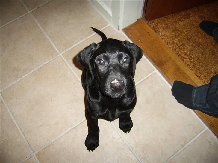 Labrador retriever Mondo billede 8