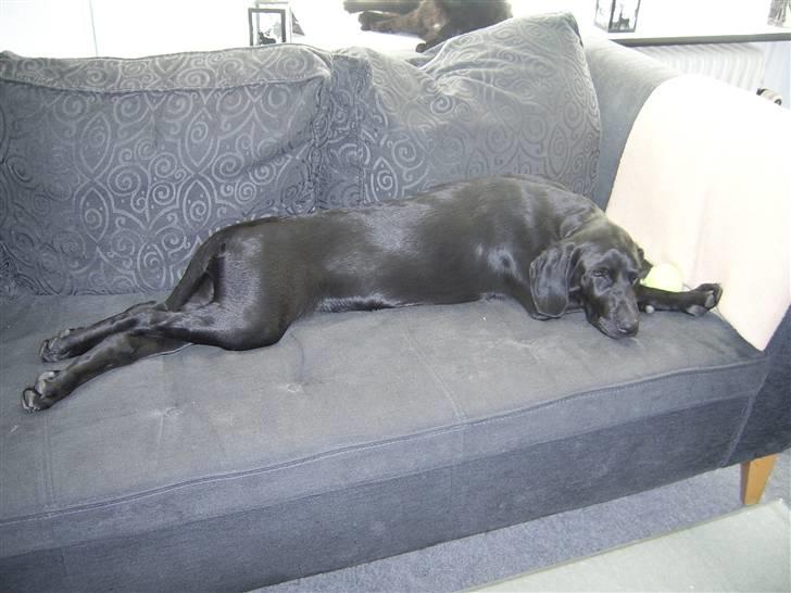 Labrador retriever Mondo - Mondo har overtaget den store sofa billede 9