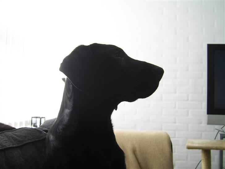 Labrador retriever Mondo billede 10