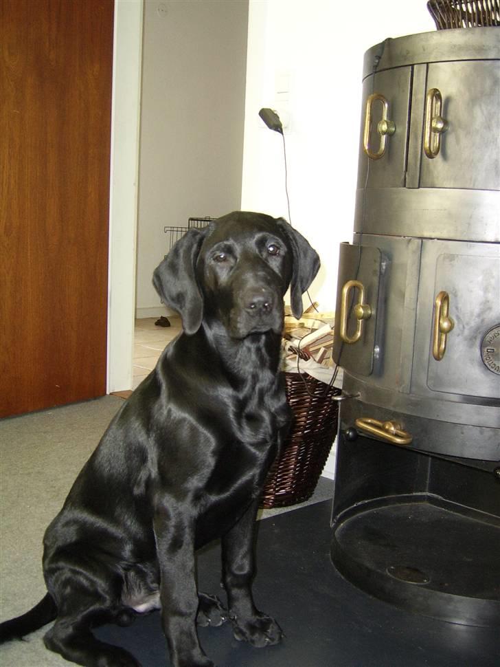 Labrador retriever Mondo billede 11