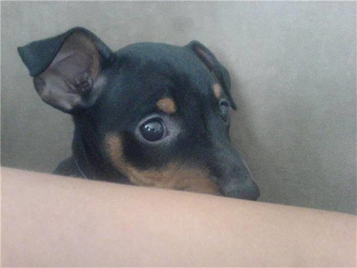 Dvaergpinscher rødkildes chanel billede 1