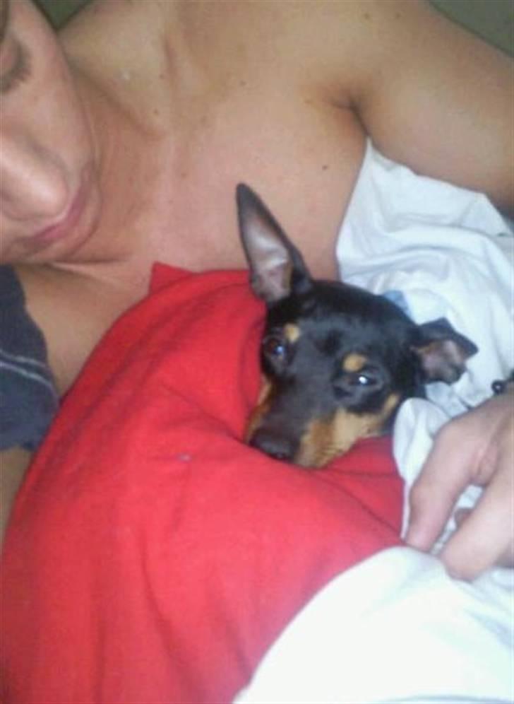 Dvaergpinscher rødkildes chanel billede 2