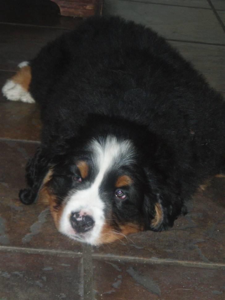Berner sennenhund Lady Xieras Flanagan billede 8