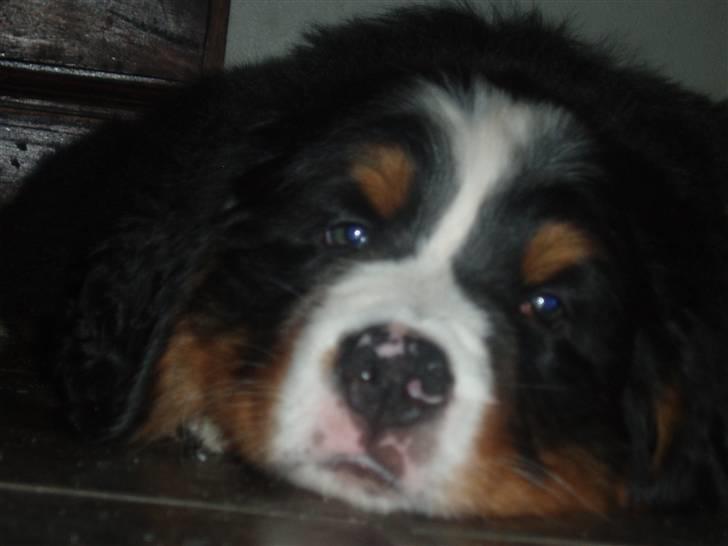 Berner sennenhund Lady Xieras Flanagan billede 9