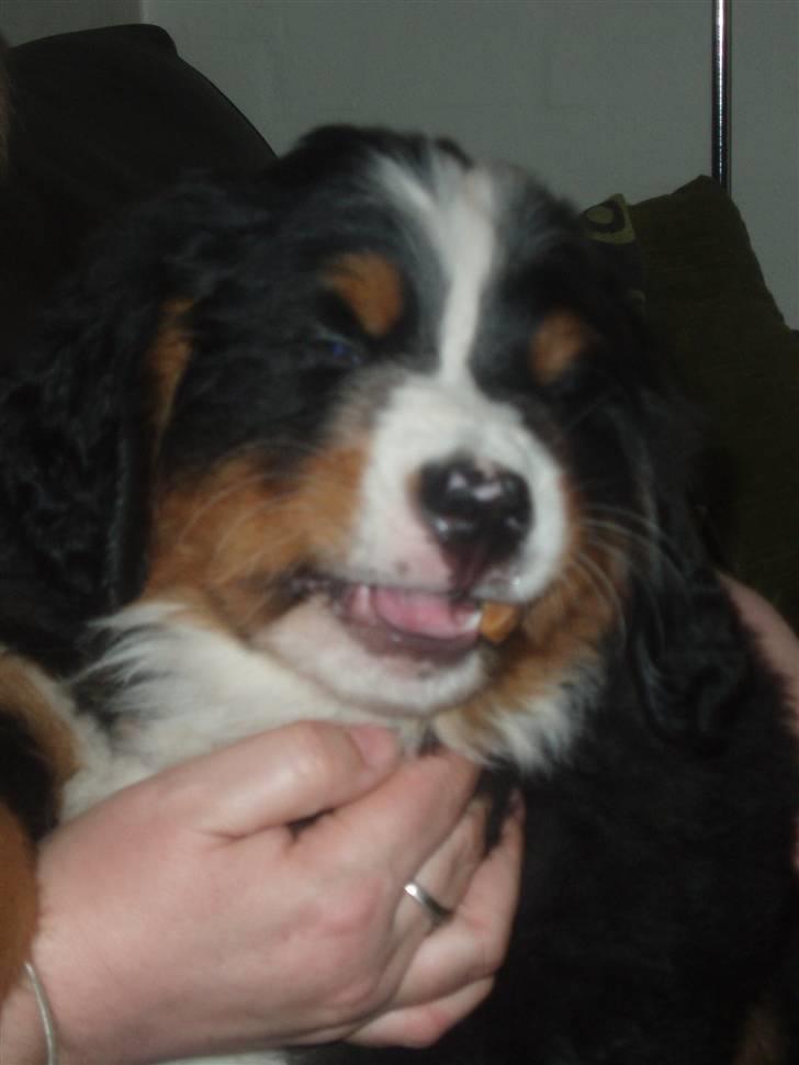 Berner sennenhund Lady Xieras Flanagan billede 10