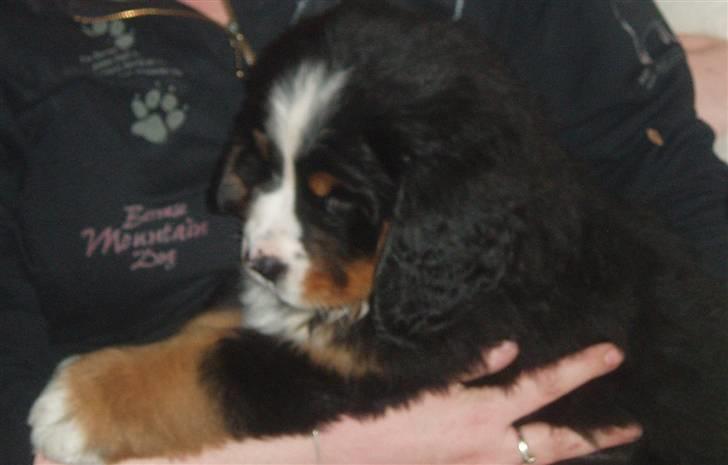 Berner sennenhund Lady Xieras Flanagan billede 11