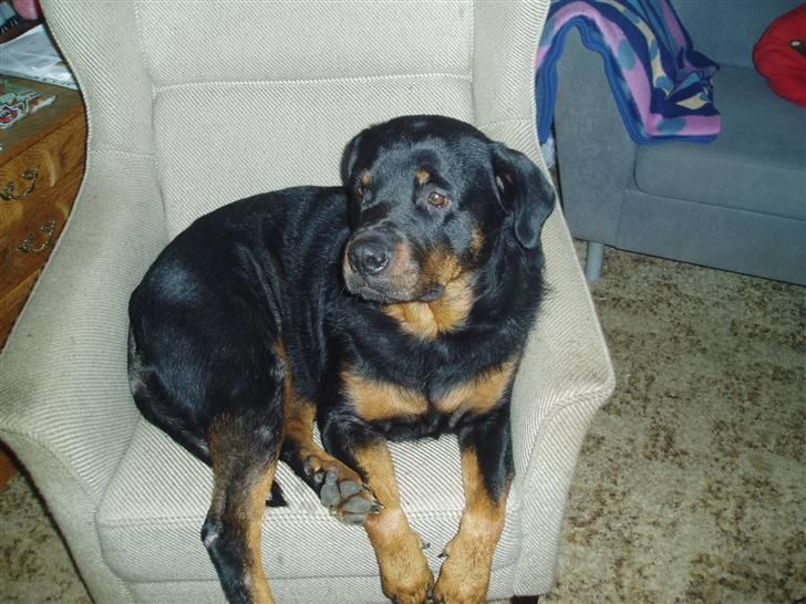 Rottweiler Luna R.I.P. - Luna i lænestolen hehe<3 billede 1