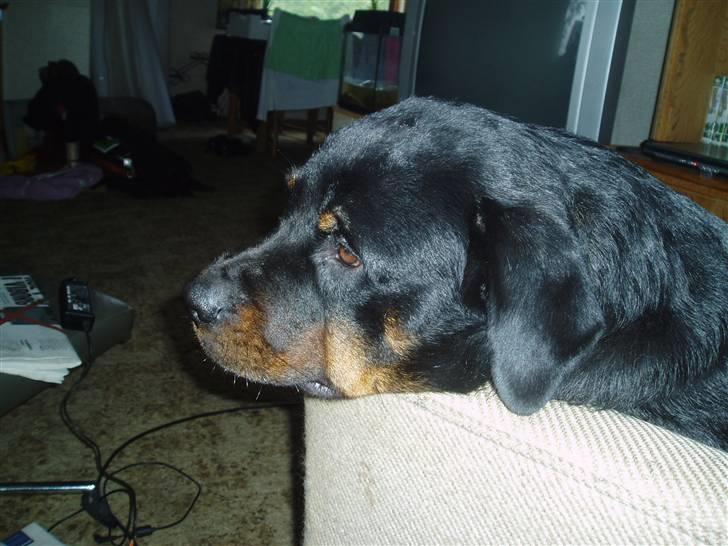 Rottweiler Luna R.I.P. billede 2