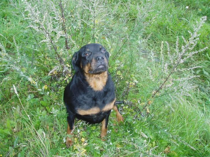 Rottweiler Luna R.I.P. billede 3