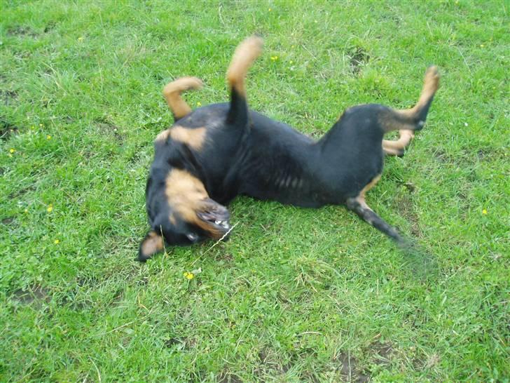 Rottweiler Luna R.I.P. - hun elskede rulle rundt hehe, man kan se hun mangler pels :´( billede 4
