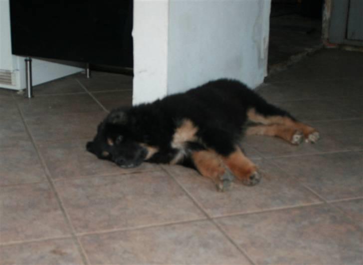 Tibetansk mastiff Rami billede 2