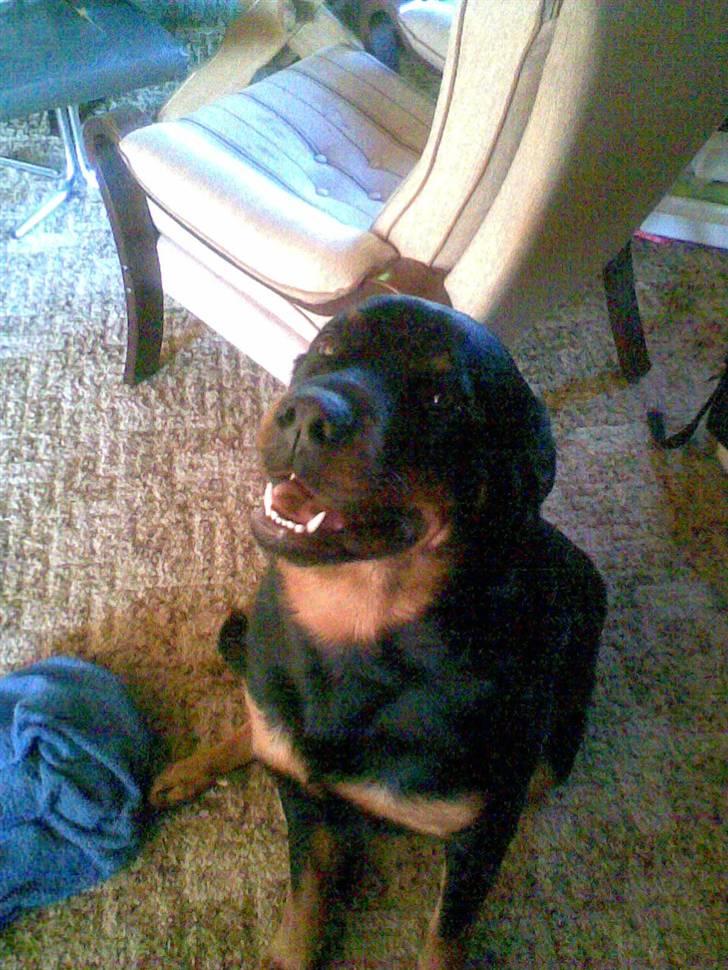 Rottweiler Luna R.I.P. billede 6