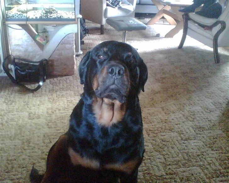 Rottweiler Luna R.I.P. billede 7