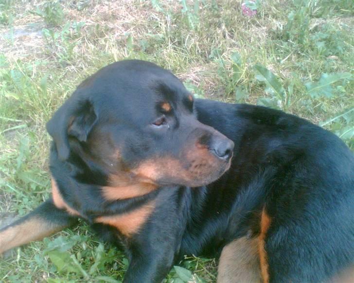 Rottweiler Luna R.I.P. billede 8