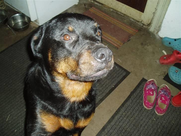 Rottweiler Luna R.I.P. - Luna mens hun gir pote hehe billede 9