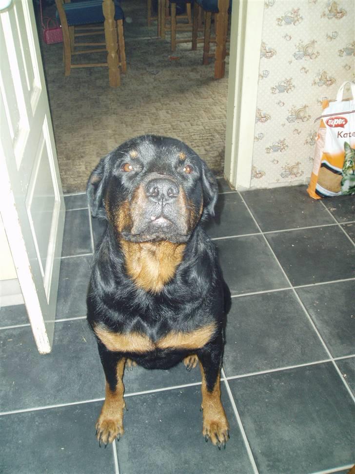 Rottweiler Luna R.I.P. billede 10