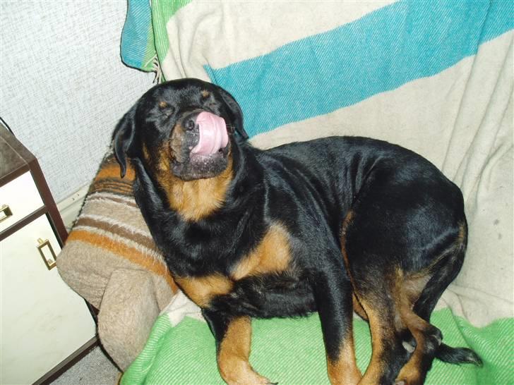 Rottweiler Luna R.I.P. billede 11