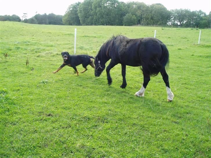 Rottweiler Luna R.I.P. - Luna og Flying Paplo billede 12