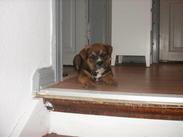 Blanding af racer sanka - her ligger han tålmodigt og venter-store trapper er ikke noget for små hunde billede 1