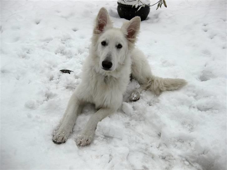 Hvid schæfer Baloo billede 7