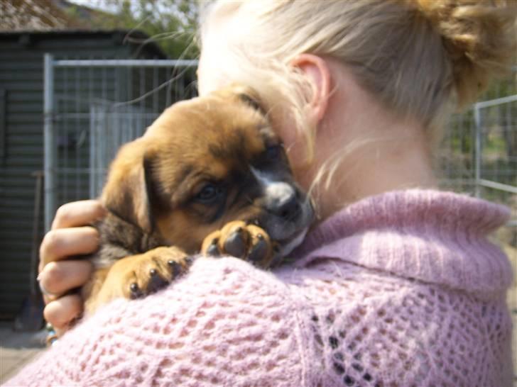 Blanding af racer sanka - her vælger sanka sin ejer billede 2