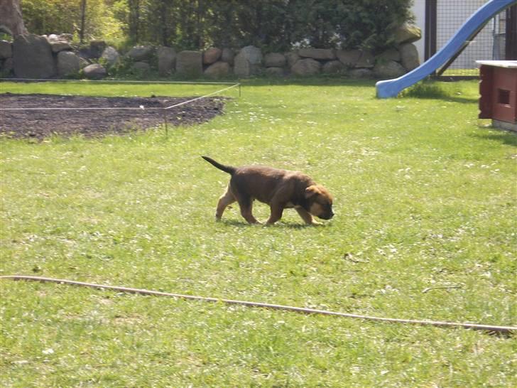 Blanding af racer sanka - RULLEPØLSE! billede 3