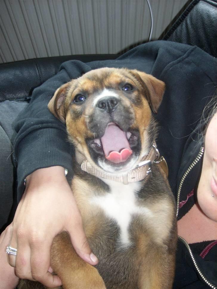 Blanding af racer sanka - det er hårdt at være hund- så er det godt at man kan få en lur i mors arme billede 4