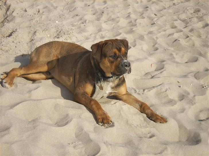 Blanding af racer sanka - strandtur er lige sagen =) billede 5