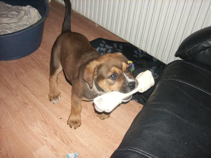 Blanding af racer sanka - første ben  billede 6