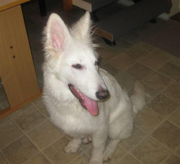 Hvid schæfer Baloo billede 8
